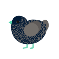 Midnight, a tumblr and grey chicken with a double-lace pattern