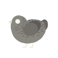 Slate, a ash and grey chicken with a half-lace pattern