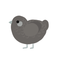 Latite, a grey chicken with a half-lace pattern