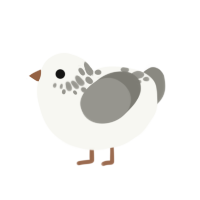 Just a Chicken, a white and ash chicken with a neck-speckle pattern