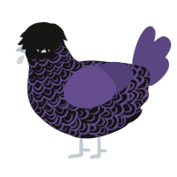 Overcast Goth, a black and overcast chicken with a double-lace pattern