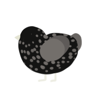 Nighttime Reflection, a black and grey chicken with a speckle pattern