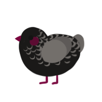 lovely child, a sable and grey chicken with a half-lace pattern