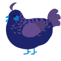 Vit, a navy and overcast chicken with a half-lace pattern