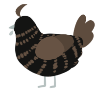 Diesel, a black and bark chicken with a bar pattern