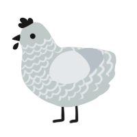 Silvera, a silver and mist chicken with a lace pattern