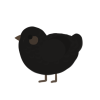 (unnamed), a sable chicken with a half-lace pattern