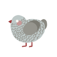 (unnamed), a silver and ash chicken with a lace pattern