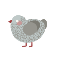 Cuckoo Maran, a silver and ash chicken with a double-lace pattern