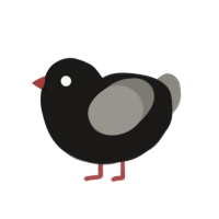 Australorp, a sable and ash chicken