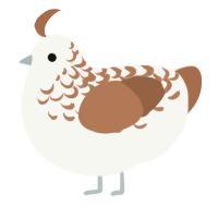 Ptarmigan, a white and brown chicken with a half-lace pattern