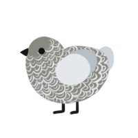 (unnamed), a ash and mist chicken with a double-lace pattern