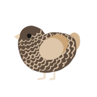 Choc, a bark and beige chicken with a lace pattern