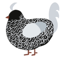 Void, a black and mist chicken with a double-lace pattern