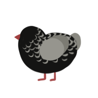 Mystery, a black and ash chicken with a half-lace pattern