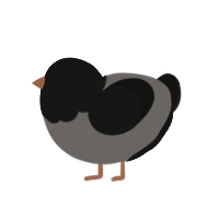 First Quarter, a grey and black chicken with a head pattern