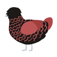 A sable and red chicken with a lace pattern