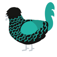 Zonite, a black and turquoise chicken with a lace pattern