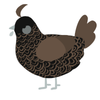 Brown Goth, a black and bark chicken with a double-lace pattern