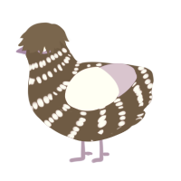 Jaymes, a bark and lilac chicken with a bar pattern