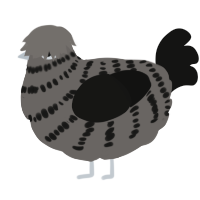 Beloved Pavement, a grey and black chicken with a bar pattern