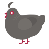 the path, a grey chicken with a neck-band pattern