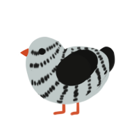 Zebra Finch, a silver and black chicken with a bar pattern