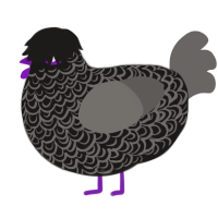 the unknown, a sable and grey chicken with a double-lace pattern