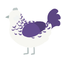 Snow Cherry, a white and overcast chicken with a half-lace pattern