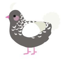 Izumi, a grey and white chicken with a half-lace pattern