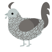 Doodle, a silver and grey chicken with a double-lace pattern