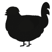 Shadow, a black chicken with a lace pattern