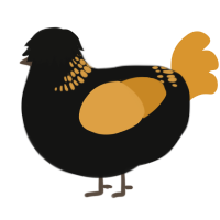 (unnamed), a black and orange chicken with a neck-band pattern