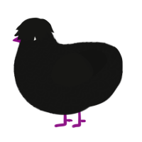 (unnamed), a black chicken with a double-lace pattern