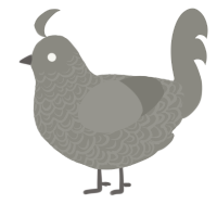 (unnamed), a ash chicken with a double-lace pattern