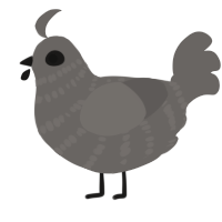 Grey, a grey chicken with a bar pattern