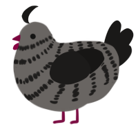 (unnamed), a grey and sable chicken with a bar pattern