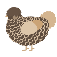 Espresso, a bark and beige chicken with a lace pattern