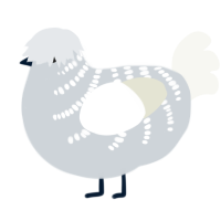 Shimmer, a mist and white chicken with a half-bar pattern