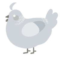 Shiny Coin, a mist chicken with a neck-band pattern