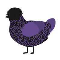 overcasted, a sable and overcast chicken with a double-lace pattern