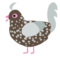 Speckles, a bark and silver chicken with a speckle pattern