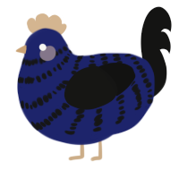 Midnight, a navy and black chicken with a bar pattern