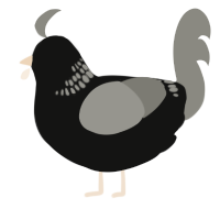 (unnamed), a black and ash chicken with a neck-band pattern