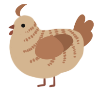 Macchiato, a beige and brown chicken with a half-bar pattern