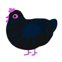 Raven, a black and tumblr chicken with a bar pattern