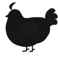 Simon, a black and sable chicken with a lace pattern