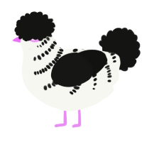 Half zebra oooo, a white and black chicken with a half-bar pattern