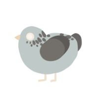 voted wrong party, a silver and grey chicken with a neck-speckle pattern