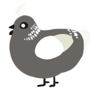 Inspector, a grey and white chicken with a neck-band pattern